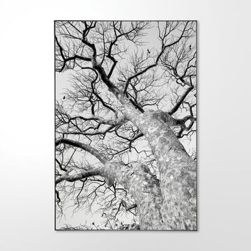 African Star-chestnut